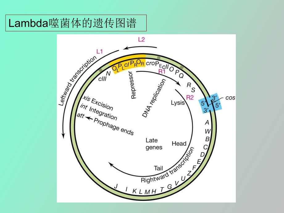 研究生课程病毒_第4页