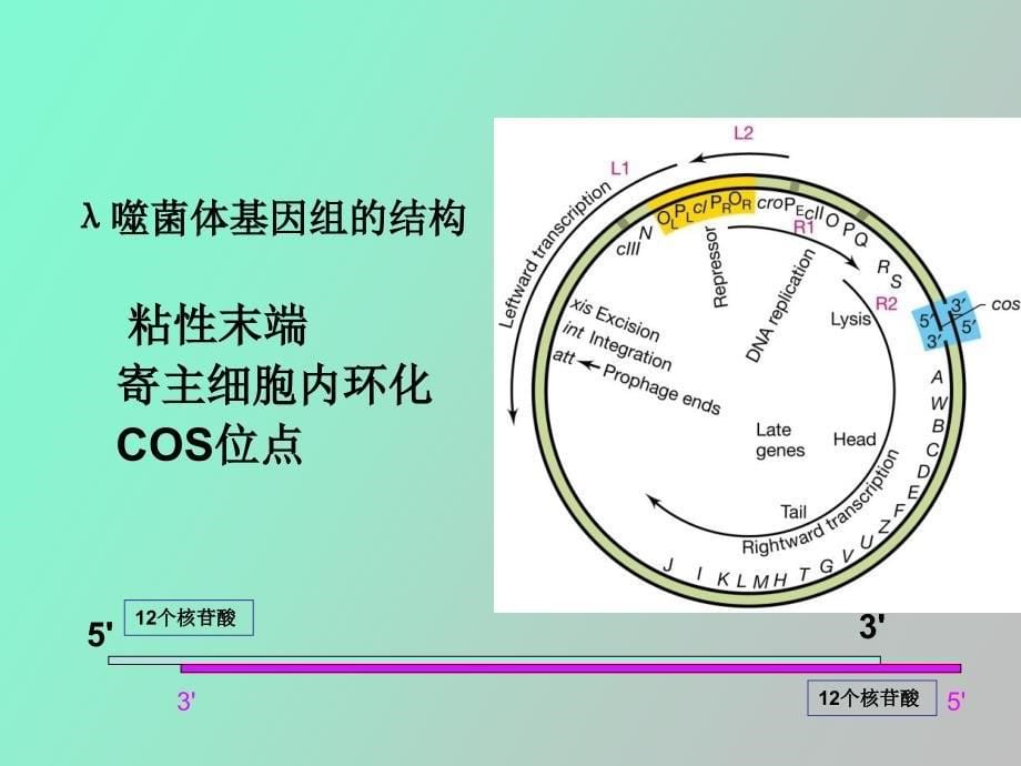 研究生课程病毒_第5页