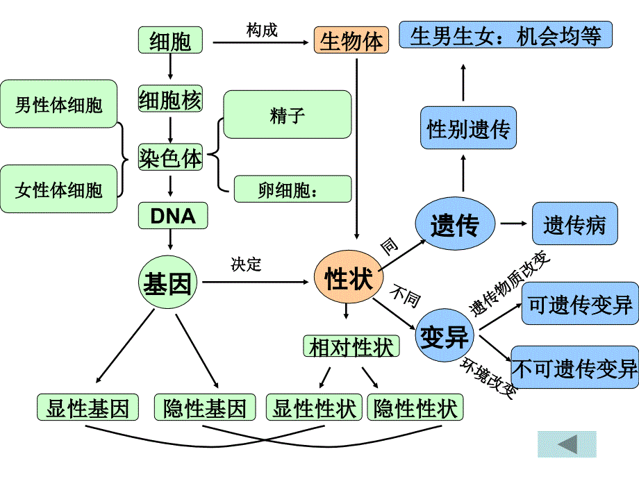 八年级下册第二章_生物的遗传和变异复习_第2页