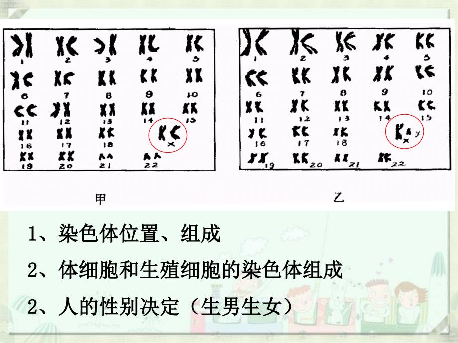 八年级下册第二章_生物的遗传和变异复习_第3页