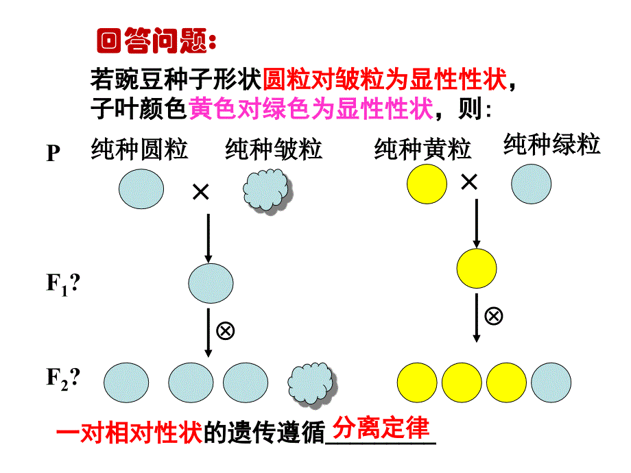 F2的遗传因子组成基因型-牡丹江一中课件_第2页