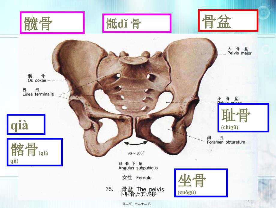 下肢骨及其连接课件_第2页