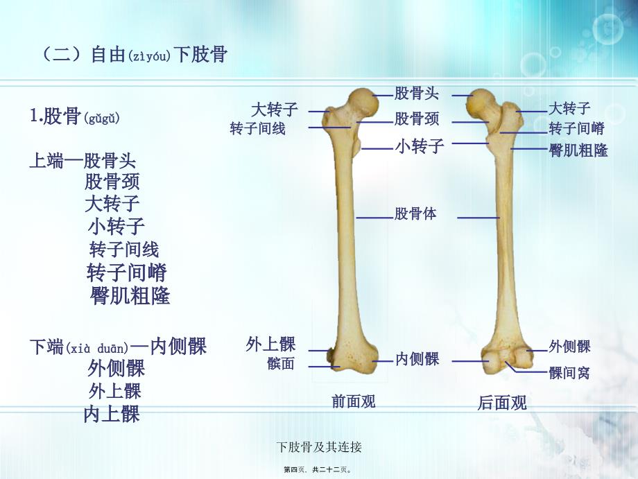 下肢骨及其连接课件_第4页