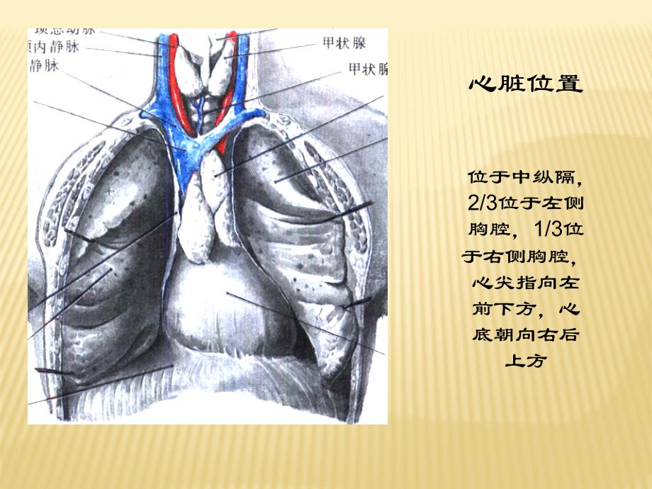 心脏疾病的超声诊断ppt课件_第3页