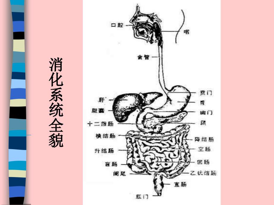 关于消化性溃疡课件_第4页