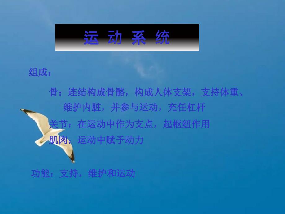 解剖学骨学ppt课件_第1页