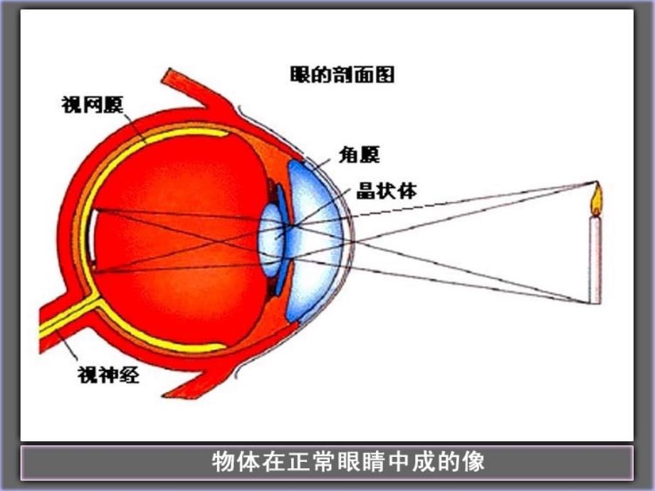 九中教科版八年级物理46神奇的眼睛_第4页