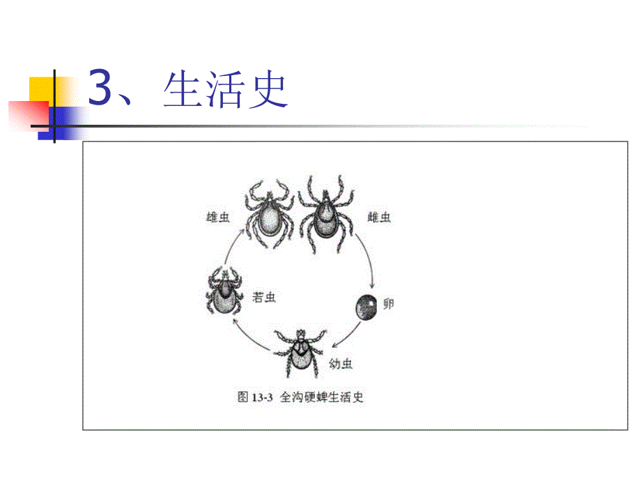 蜱类形态学分类鉴定.ppt_第4页