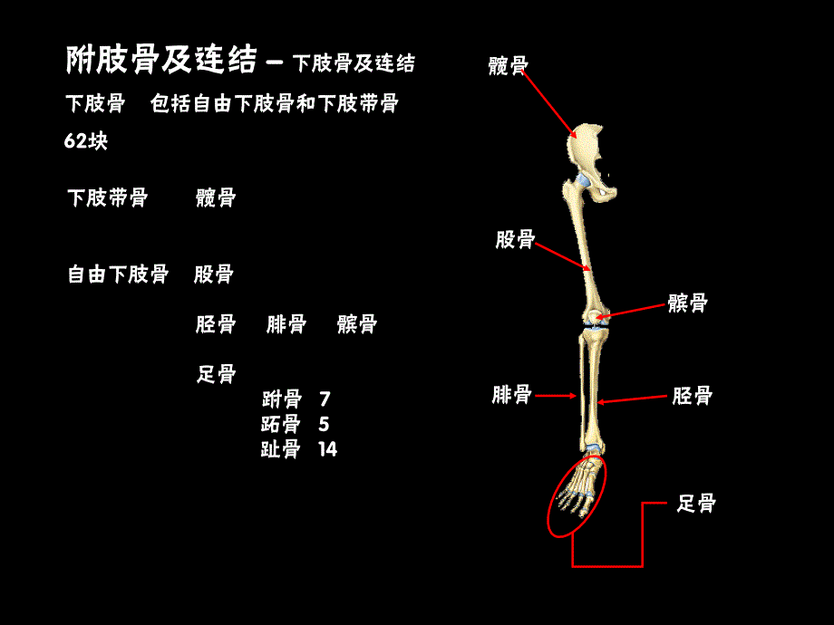 3下肢骨及其连结_第2页