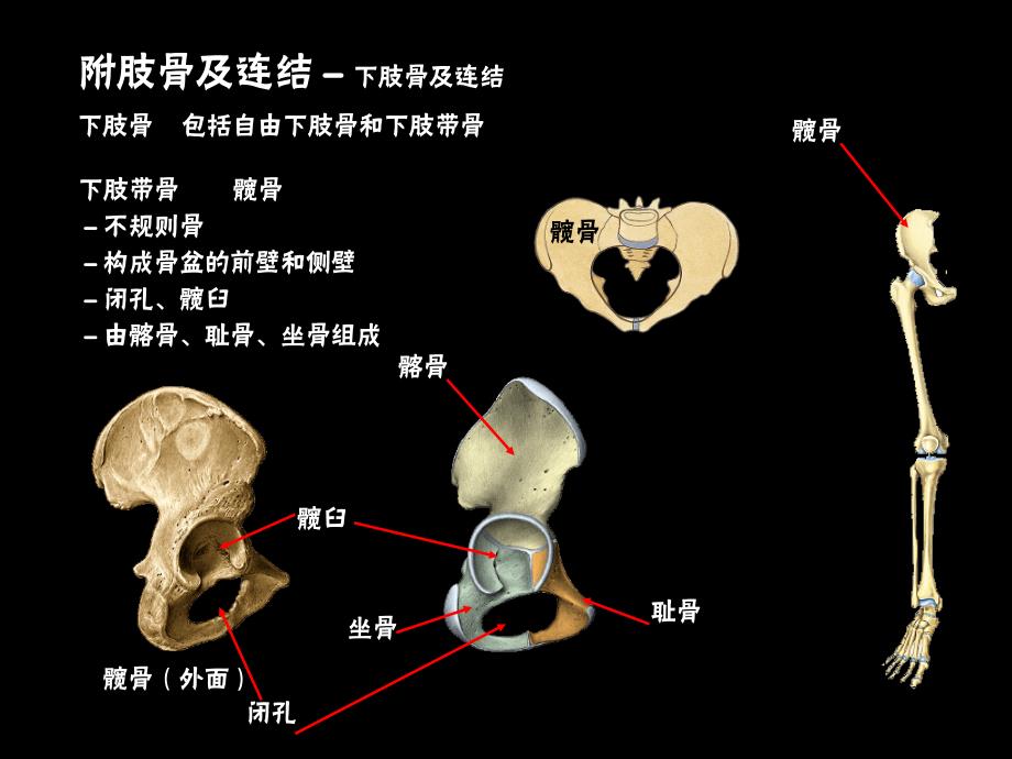 3下肢骨及其连结_第3页