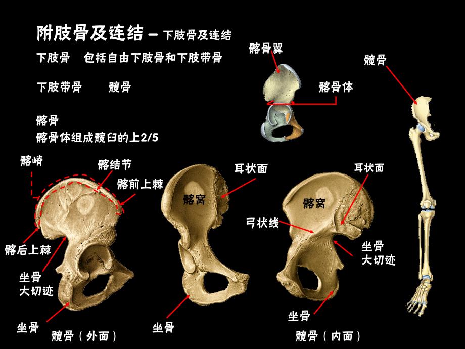 3下肢骨及其连结_第4页