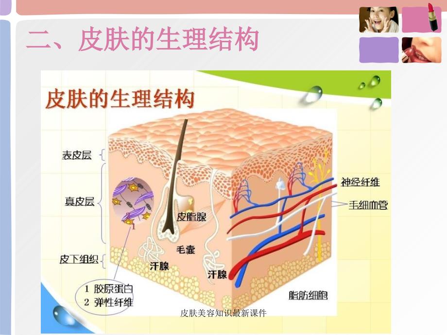 皮肤美容知识最新课件_第4页