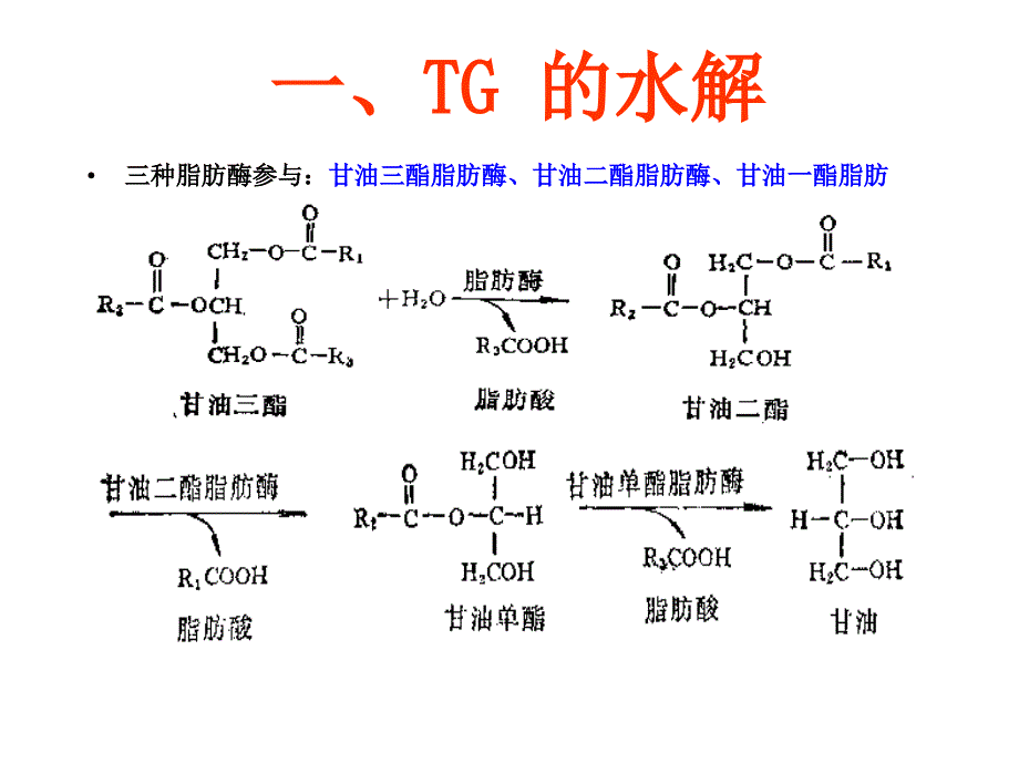 十章节脂类代谢_第4页