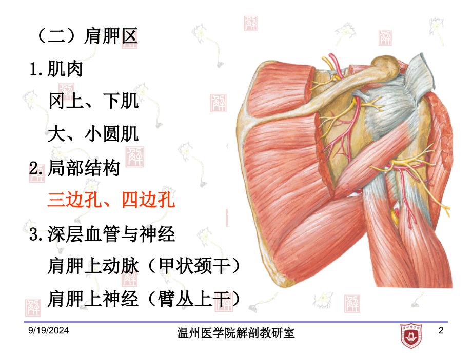 局部解剖学：7.上肢后面_第2页