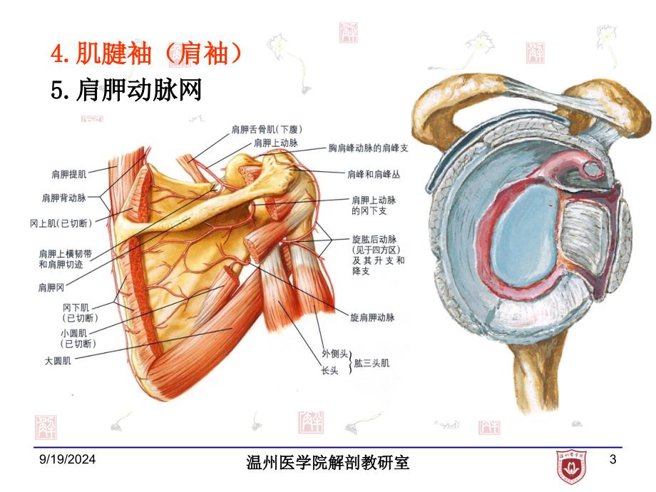 局部解剖学：7.上肢后面_第3页