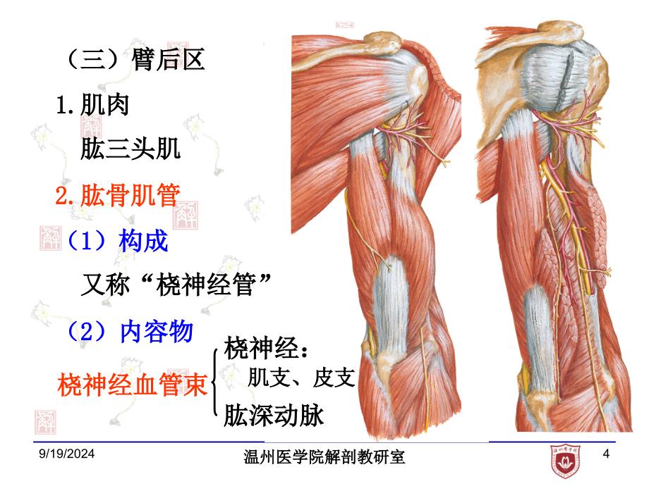 局部解剖学：7.上肢后面_第4页