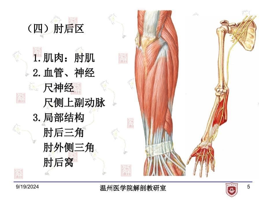 局部解剖学：7.上肢后面_第5页