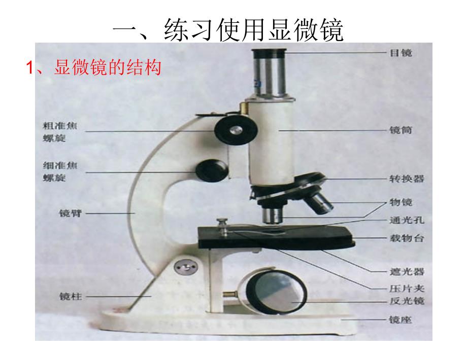 第二单元生物体的结构层次小结与复习（七年级）_第2页