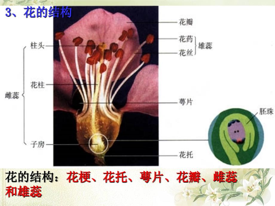 3.2月季的花药培养_第4页