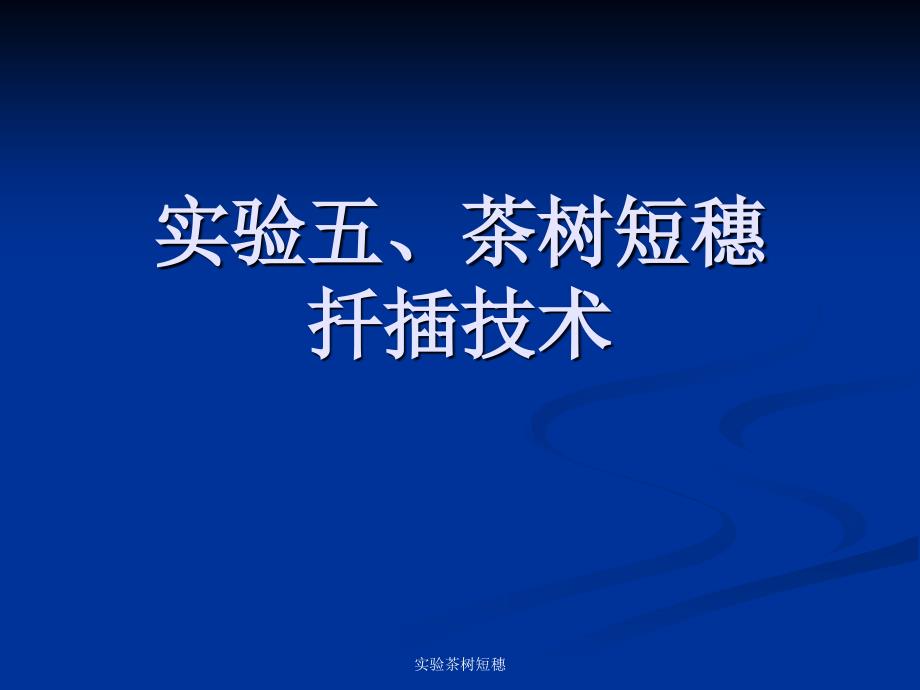 实验茶树短穗课件_第1页