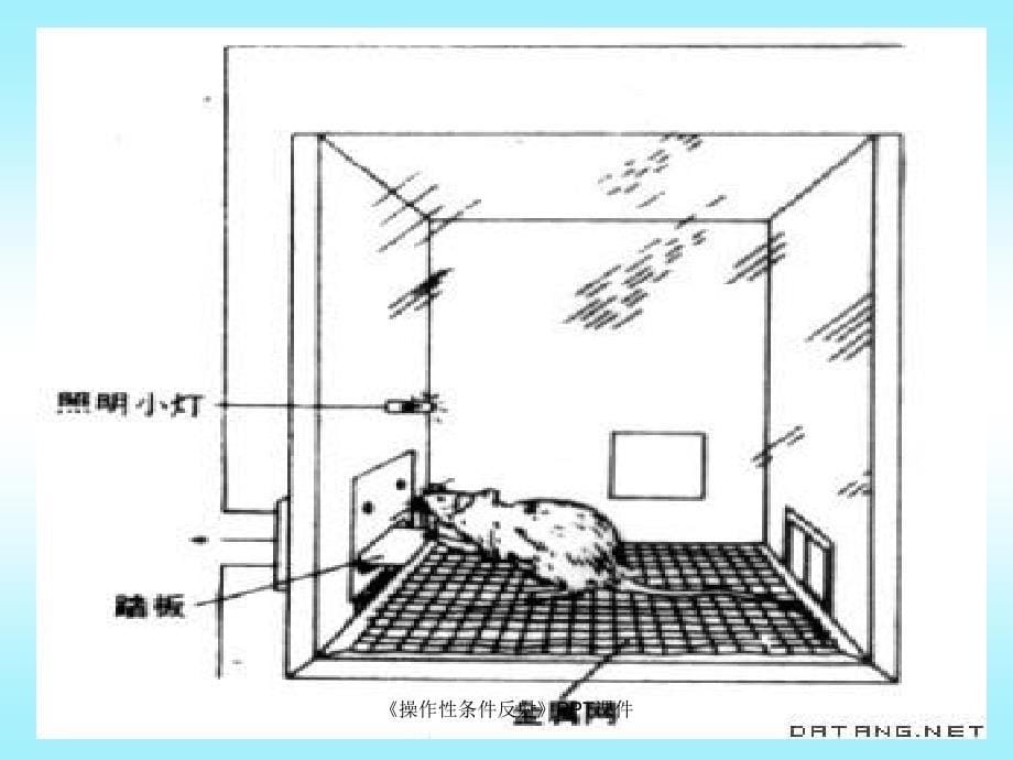 操作性条件反射课件_第5页