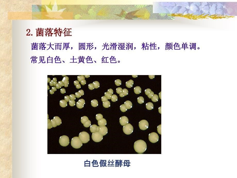 真菌的形态特征_第5页