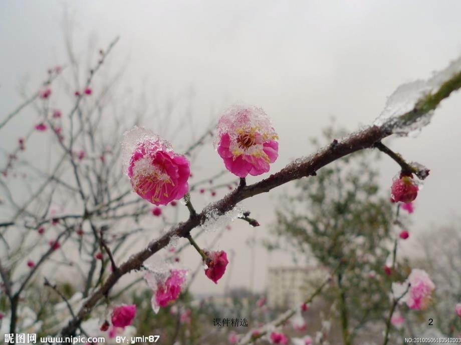 《梅花魂》PPT教学课件一#学习材料_第2页