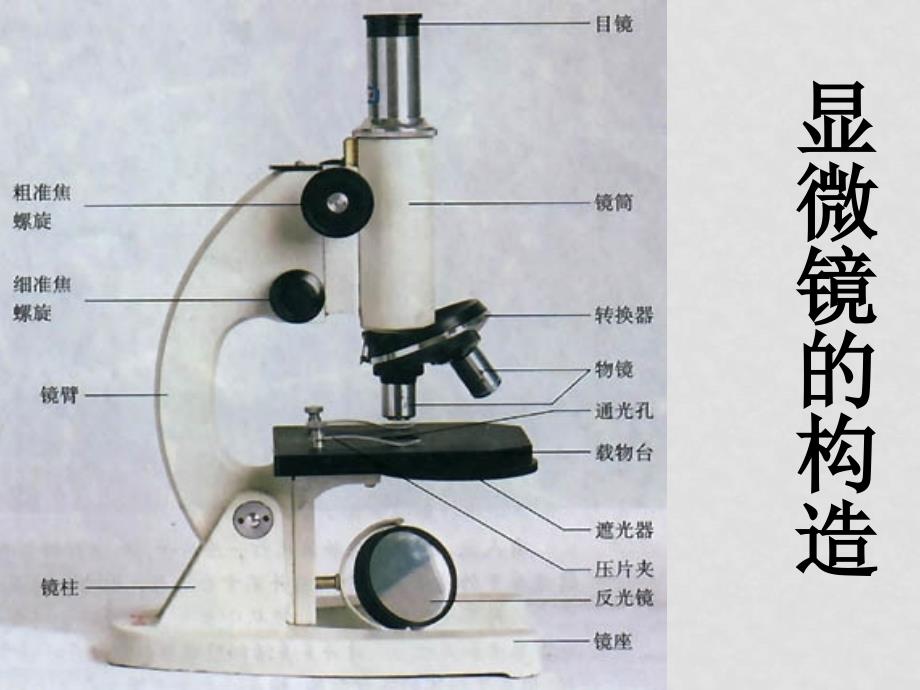 八年级物理版第三章第五节显微镜和望远镜课件人教版_第1页