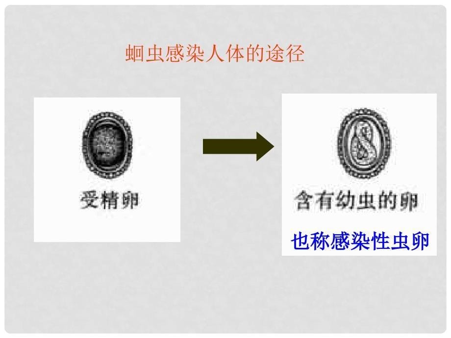 湖南省耒阳市冠湘中学八年级生物上册 5.1.2 线形动物和环节动物课件 （新版）新人教版_第5页