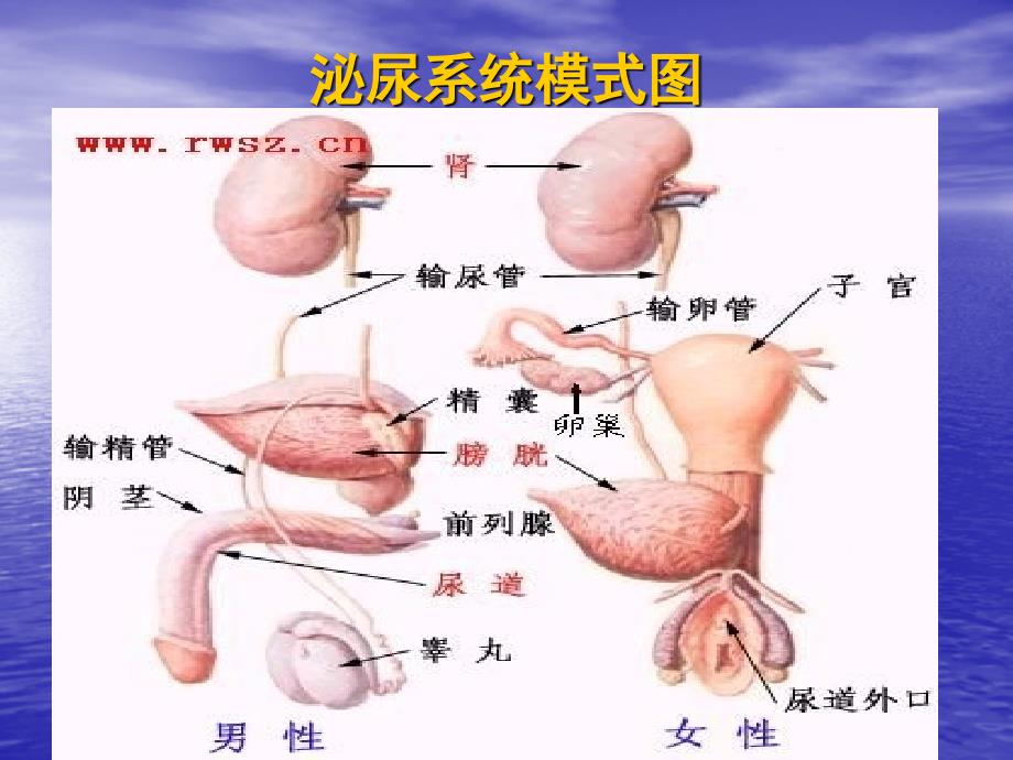 卫生学第七节-泌尿系统课件_第4页