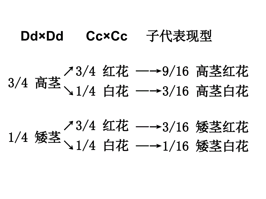 自由组合习题_第4页