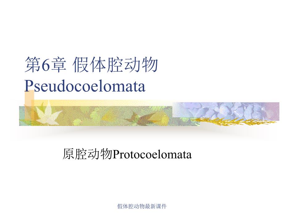 假体腔动物最新课件_第1页