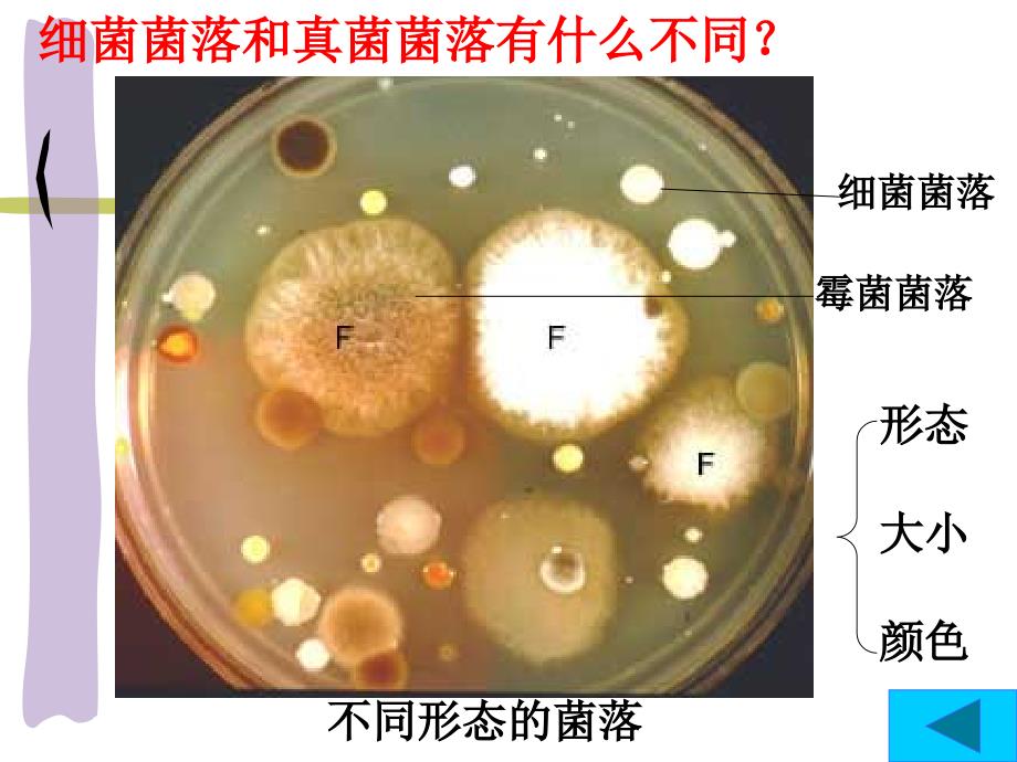 八年级第四章细菌和真菌_第3页