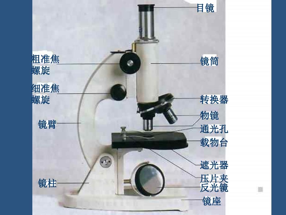 学习使用显微镜教学_第2页