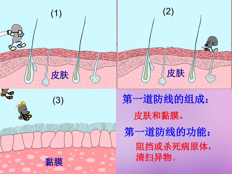 湖北省八年级生物下册-8.1.2-免疫与计划免疫ppt课件1-新人教版_第3页