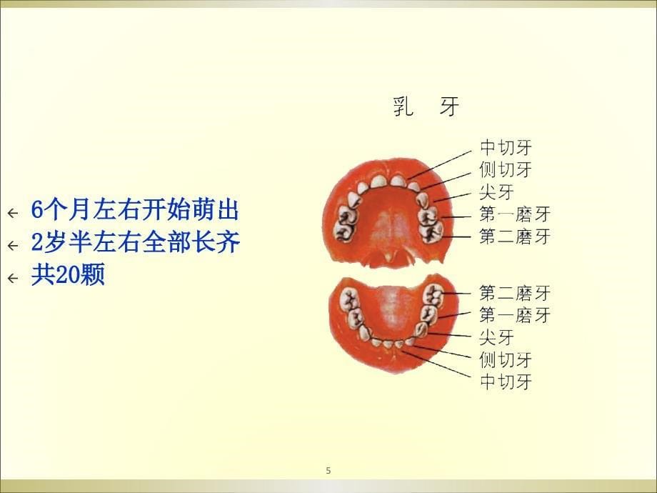 儿童的牙齿ppt课件_第5页