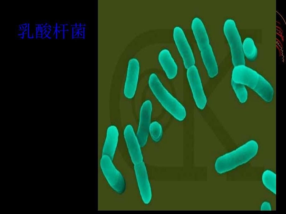 青岛版小学科学六年级上册《细菌》课件_第5页