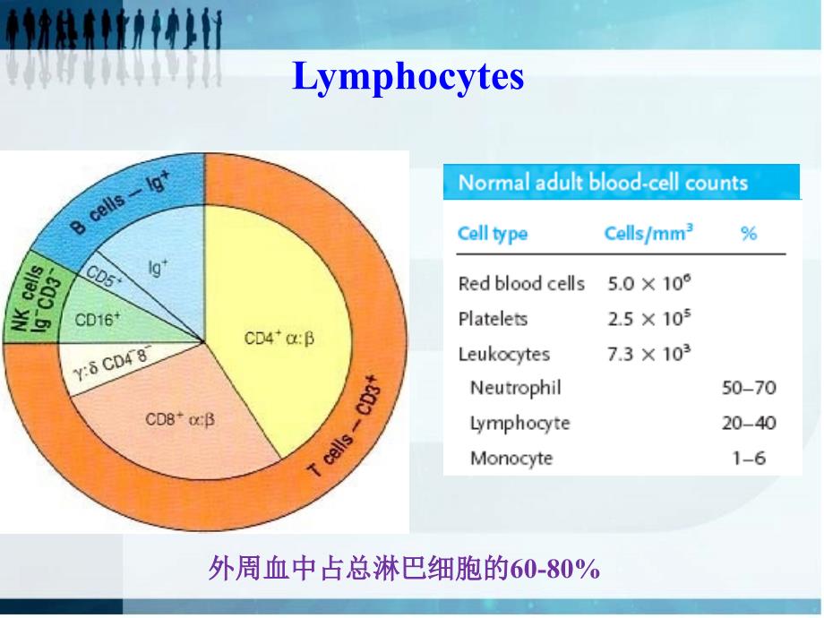 T淋巴细胞及其亚群检测的临床意义_第4页