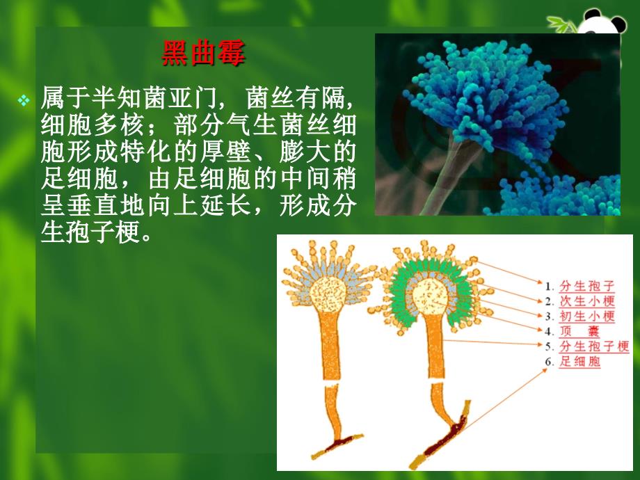 实验二-显微镜的使用-细菌三型的观察-霉菌的形态观察-刘_第4页