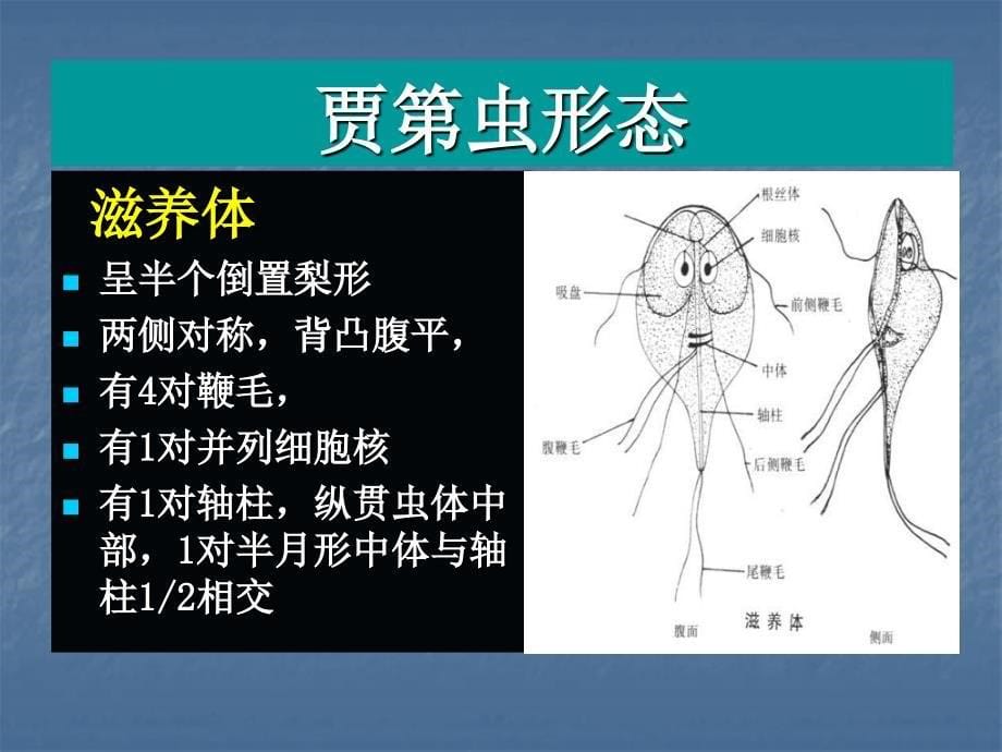 c寄生虫学第十一讲鞭毛虫_第5页