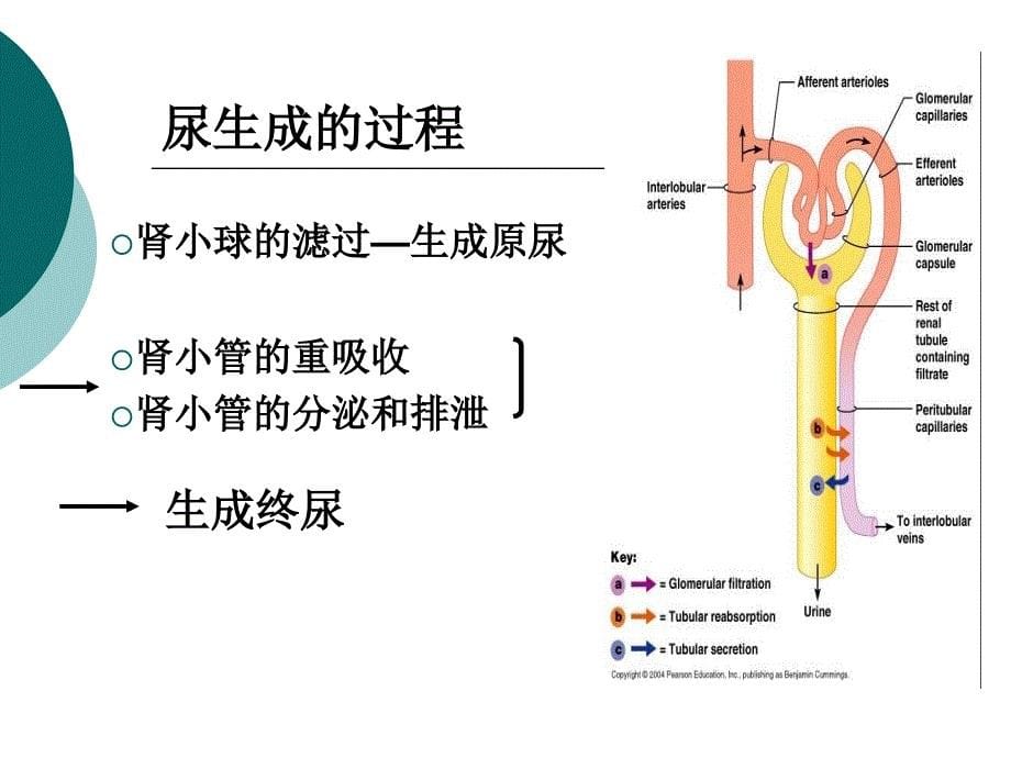 生理学ppt：尿的生成和排出_第5页