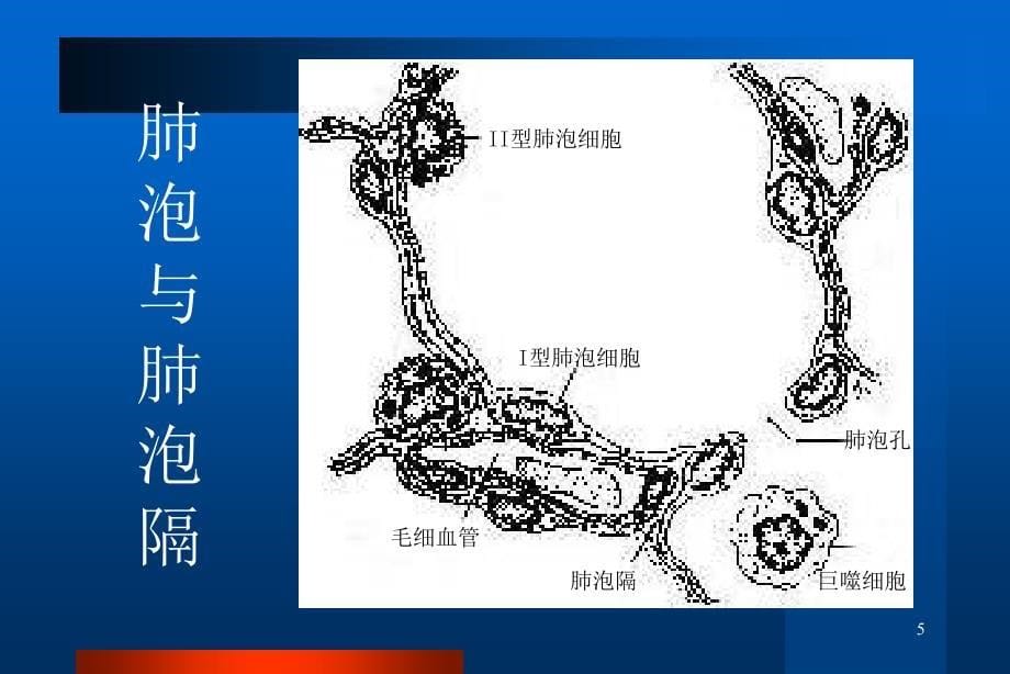 呼吸系统疾病演示PPT_第5页