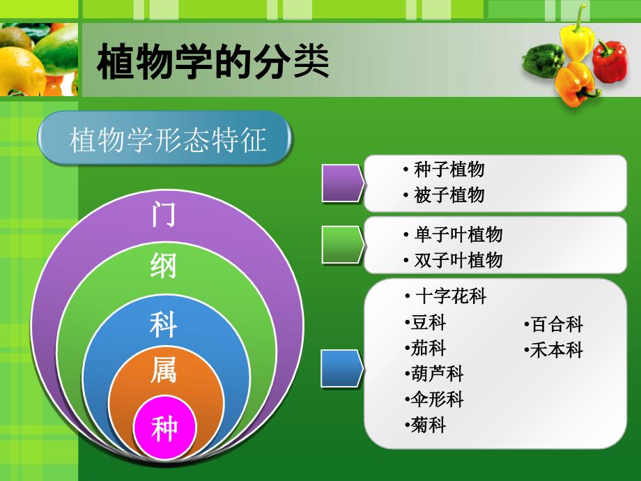 蔬菜基础知识-蔬菜分类_第3页