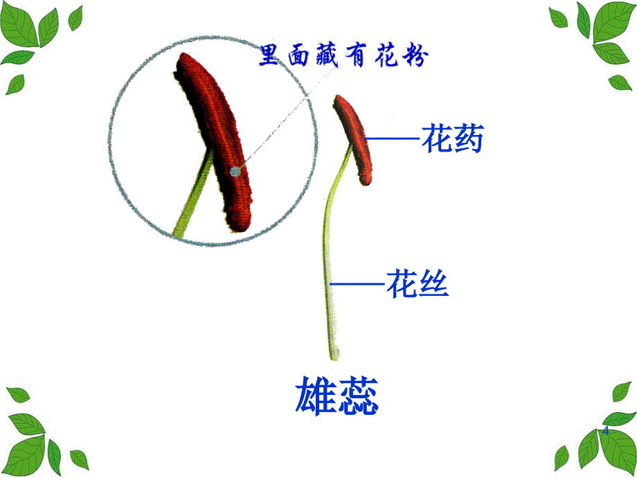 花果实和种子文档资料_第4页