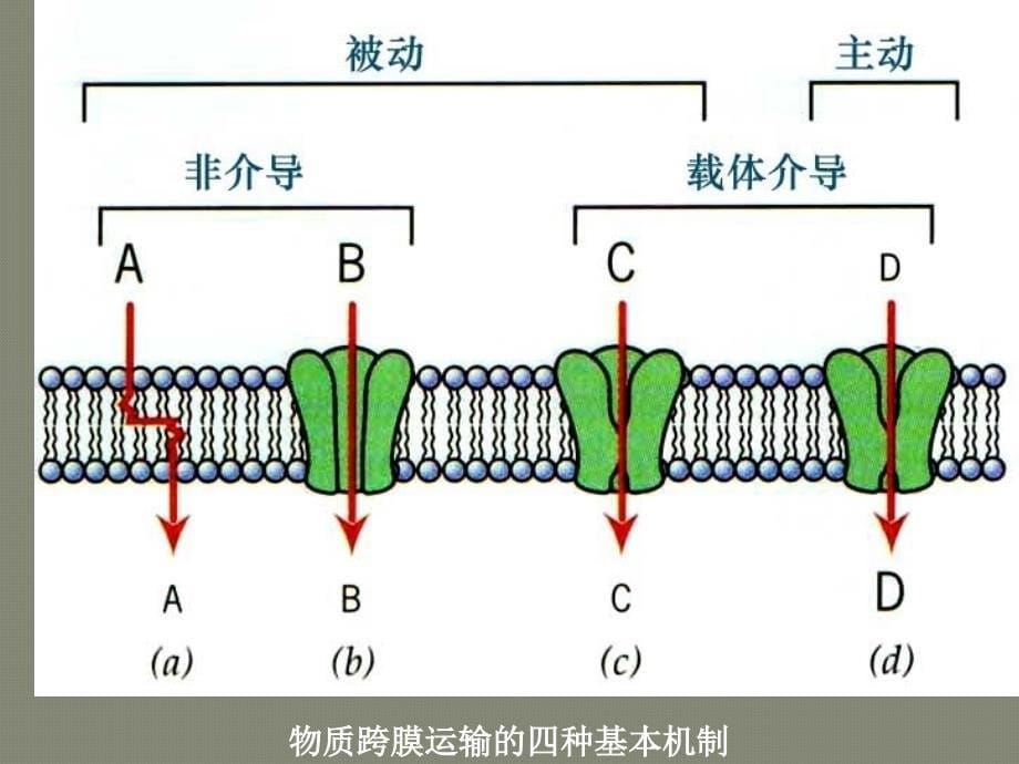 第5章-物质的跨膜运输课件_第5页