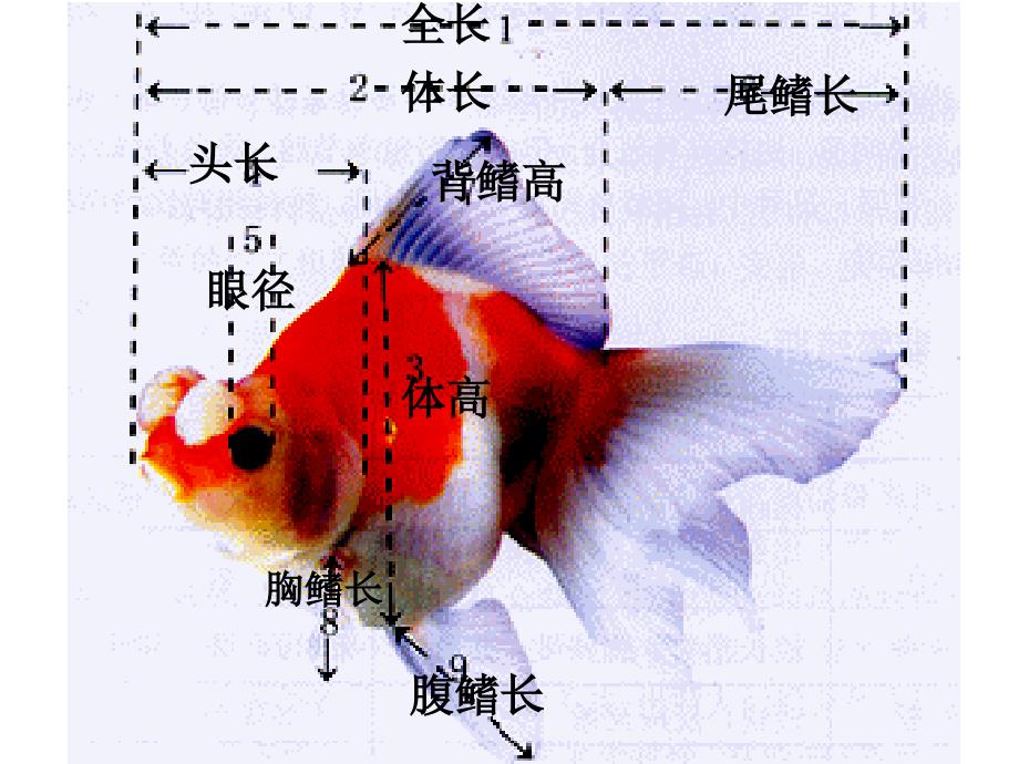 金鱼的形态特征与品种_第4页