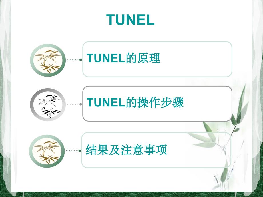 TUNEL法检测细胞凋亡实验原理和方法tunel完成.ppt_第2页