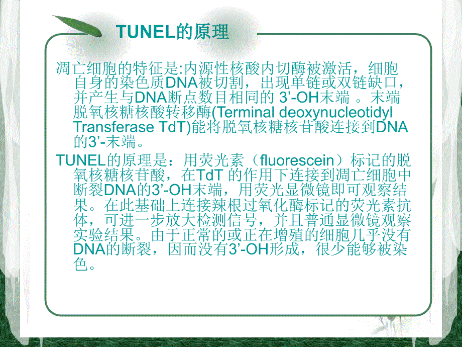 TUNEL法检测细胞凋亡实验原理和方法tunel完成.ppt_第4页