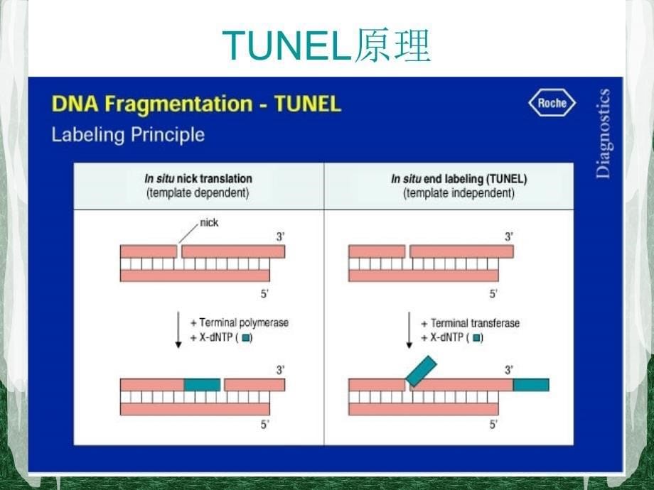 TUNEL法检测细胞凋亡实验原理和方法tunel完成.ppt_第5页