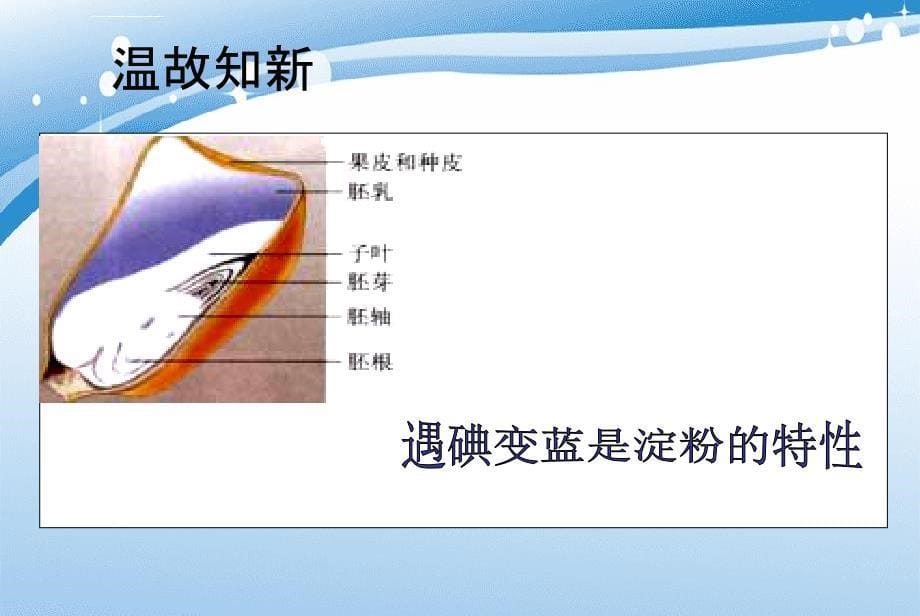 第三单元第四章绿色植物是生物圈中有机物的制造者课件_第5页